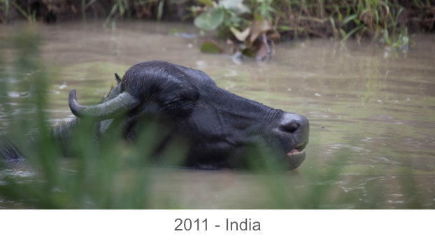 2011-india