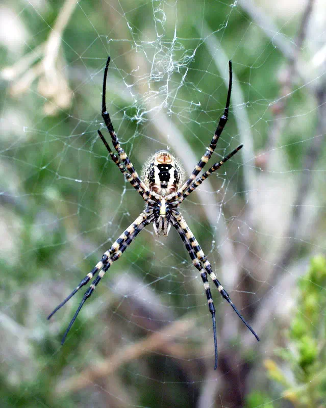 Peru Spider