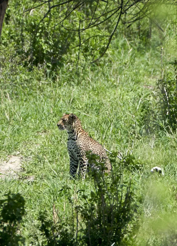 Very unusual to see a leopard in the daytime.
