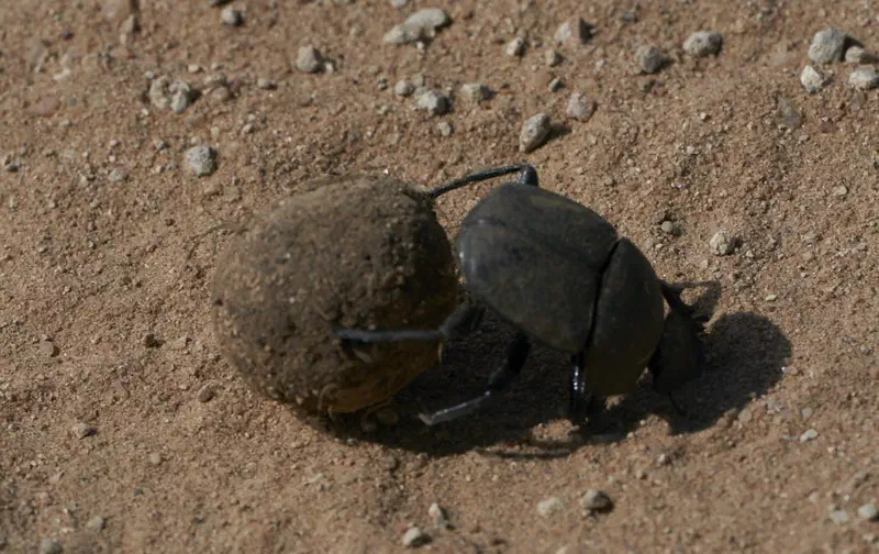 Dung beetle. Larger than you might think...