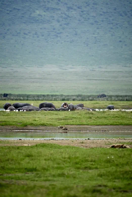 Lions and ducks and rhinos...oh, my...