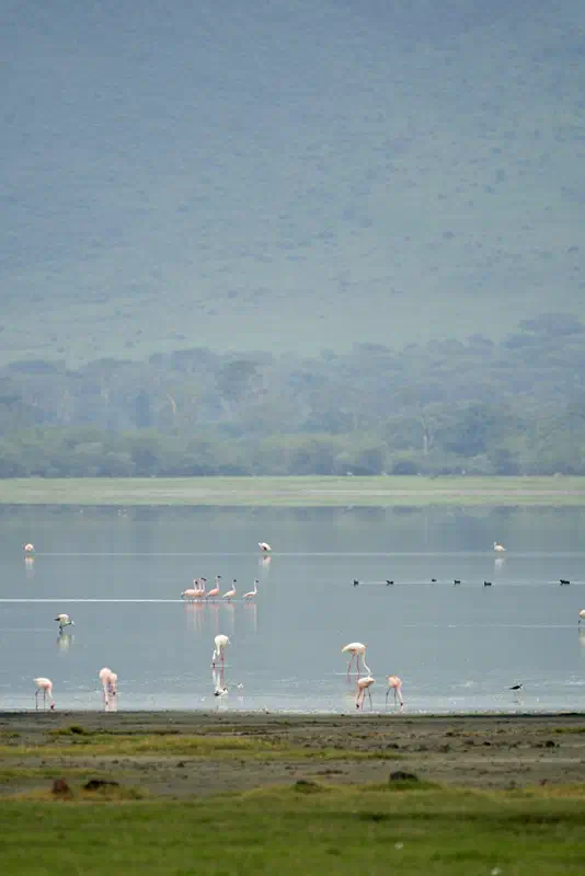 Flamingos? In Africa? Yep.