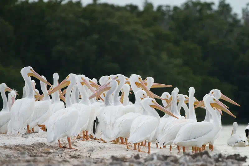 The white pelicans come…